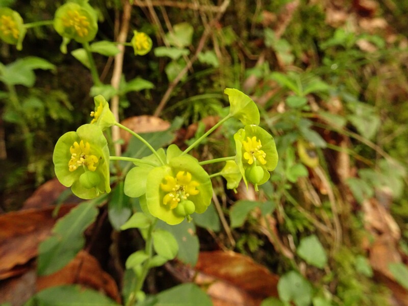 en. Wood spurge, ru. Молочай миндалевидный, lat. Euphorbia amygdaloides