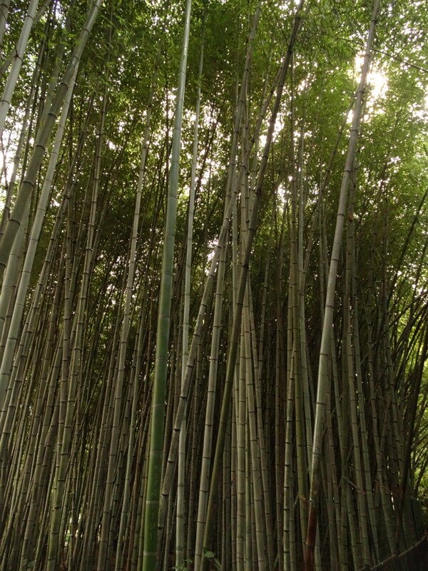 Bamboo grove