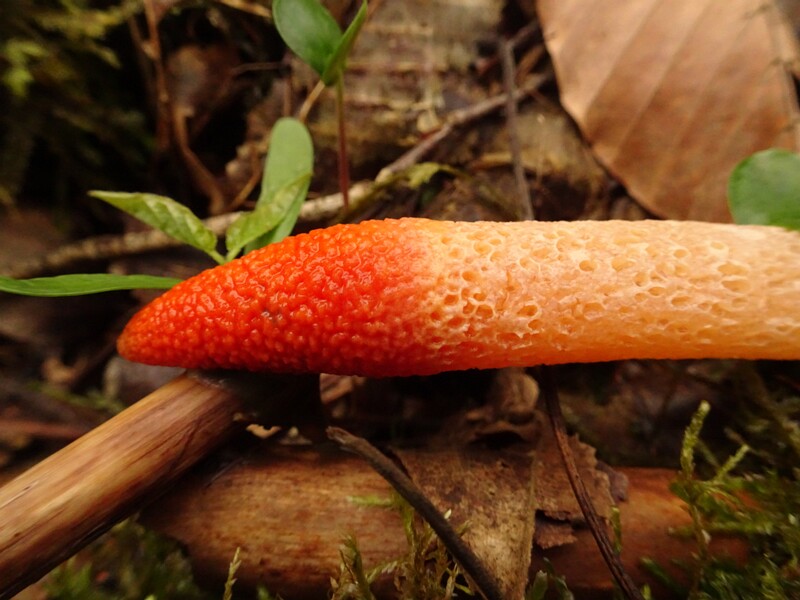 Fungi
